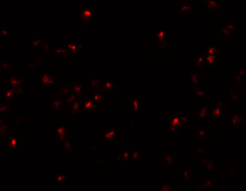 3 - SCRN2 Antibody ASC11169