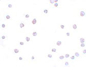 8 - SCRN3 Antibody ASC11170
