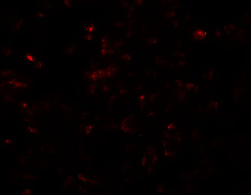 3 - SCRN3 Antibody ASC11170