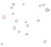 8 - ATP11A Antibody ASC11171