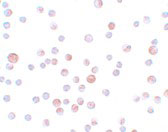 8 - CaBP7 Antibody ASC11173