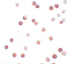8 - NALP11 Antibody ASC11199
