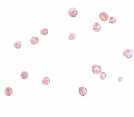 8 - NALP13 Antibody ASC11201