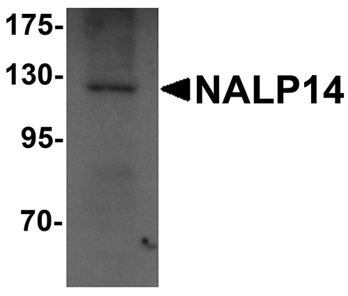 1 - NALP14 Antibody ASC11202