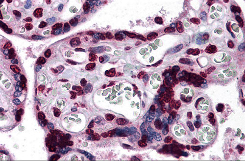 2 - KPNA7 Antibody ASC11211