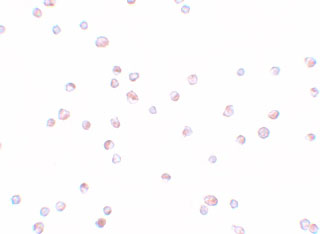 8 - TRIP6 Antibody ASC11215