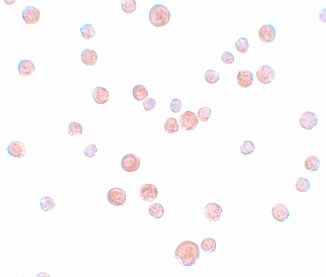 8 - PLAC2 Antibody ASC11220