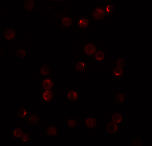3 - PLAC2 Antibody ASC11220