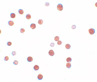 8 - PLAC4 Antibody ASC11222