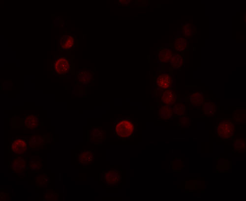 3 - PLAC4 Antibody ASC11222