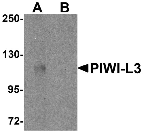 1 - PIWI-L3 Antibody ASC11228
