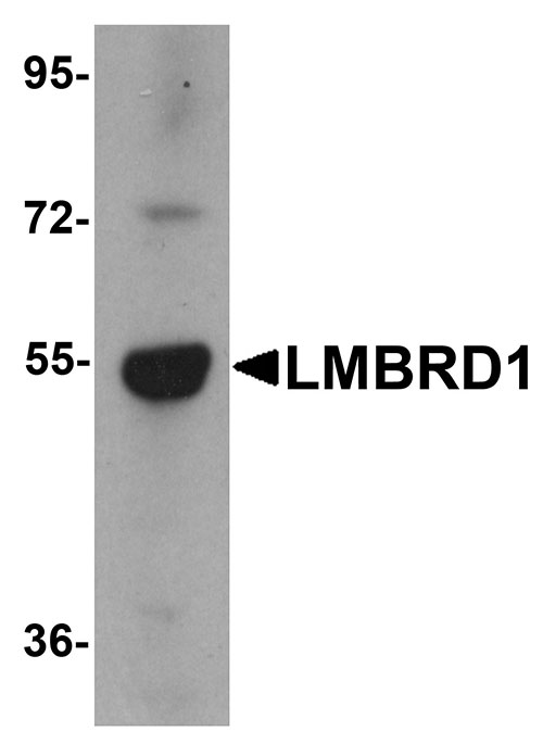 1 - LMBRD1 Antibody ASC11233