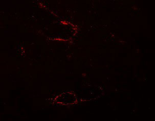 2 - SYNPO2L Antibody ASC11236