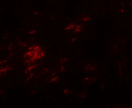 3 - SHISA9 Antibody ASC11238