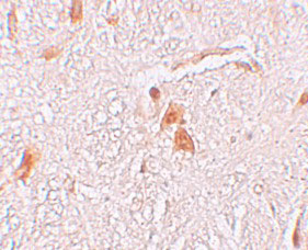 2 - SHISA9 Antibody ASC11238