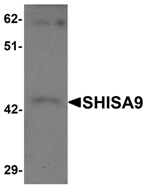 1 - SHISA9 Antibody ASC11238