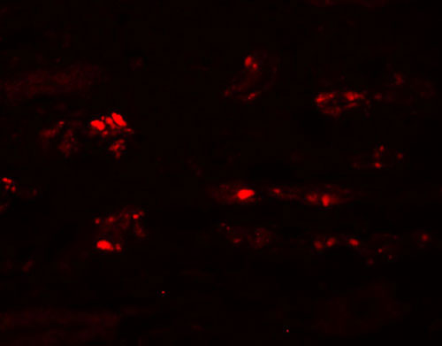 3 - STOX2 Antibody ASC11239