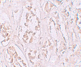 2 - STOX2 Antibody ASC11239