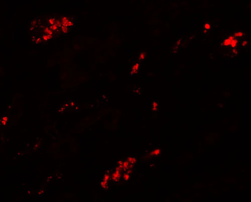 3 - TMEM59 Antibody ASC11240