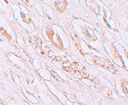 2 - TMEM59 Antibody ASC11240