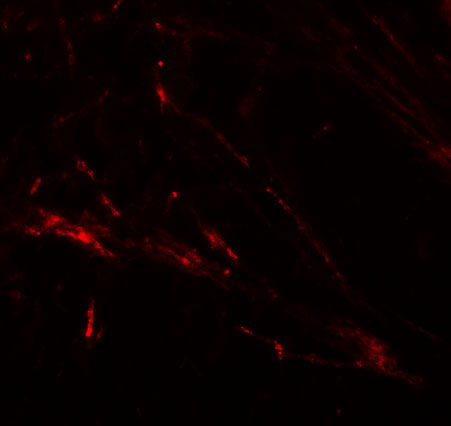 3 - ZIP7 Antibody ASC11248