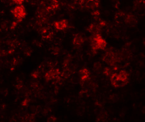 3 - ZIP12 Antibody ASC11252