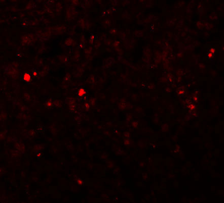 3 - ZIP13 Antibody ASC11253