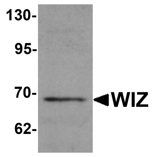1 - WIZ Antibody ASC11259