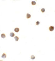 8 - ZBTB6 Antibody ASC11263