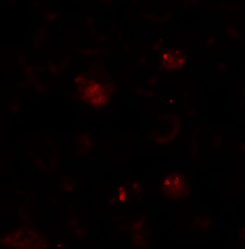3 - ZBTB6 Antibody ASC11263