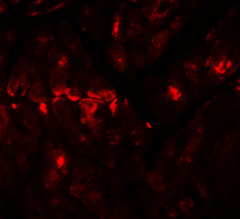 3 - ZBTB9 Antibody ASC11266