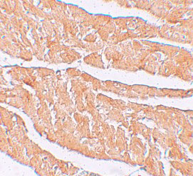 2 - ZBTB9 Antibody ASC11266