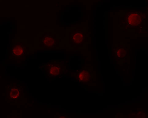 3 - ZMYM2 Antibody ASC11268