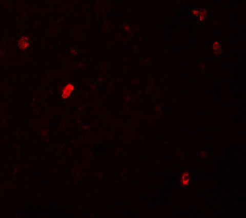 3 - FBXL16 Antibody ASC11273