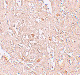 2 - FBXL16 Antibody ASC11273