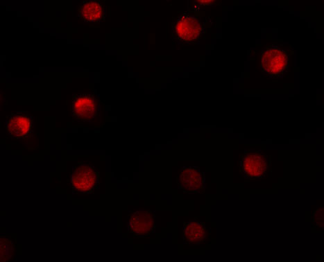 3 - N4BP1 Antibody ASC11278