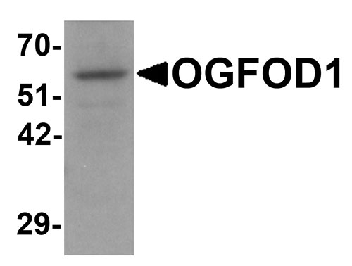 1 - OGFOD1 Antibody ASC11279
