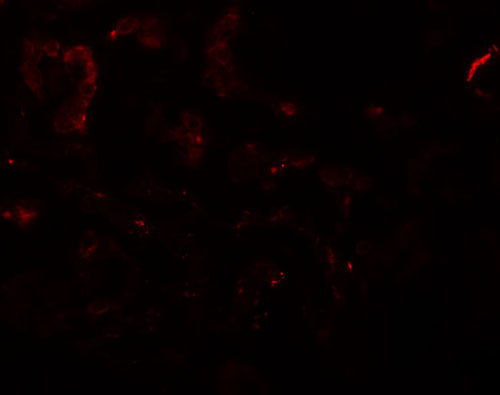 3 - SLAMF9 Antibody ASC11281