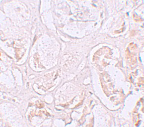 2 - SLAMF9 Antibody ASC11281