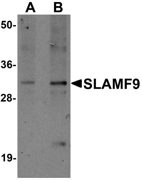 1 - SLAMF9 Antibody ASC11281