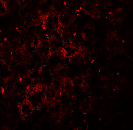 3 - VPS39 Antibody ASC11282