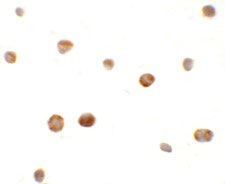 8 - ZHANGFEI Antibody ASC11286