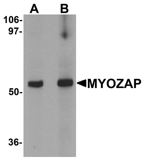 1 - MYOZAP Antibody ASC11294