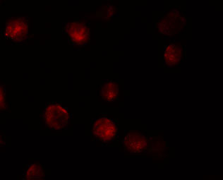 3 - ZIMP10 Antibody ASC11301