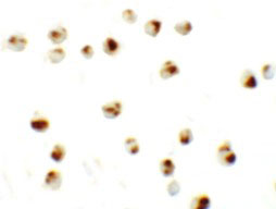 8 - SLAMF3 Antibody ASC11305