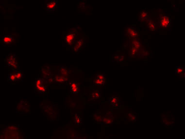 3 - SLAMF3 Antibody ASC11305