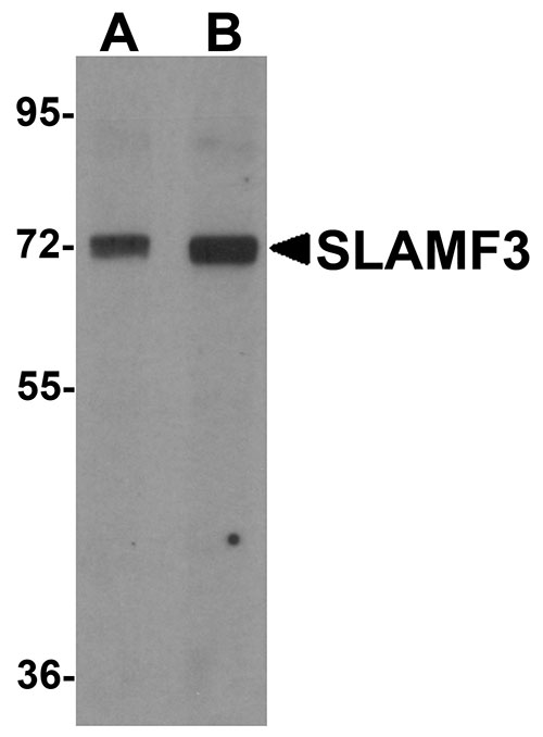 1 - SLAMF3 Antibody ASC11305