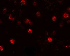 3 - SLAMF4 Antibody ASC11306