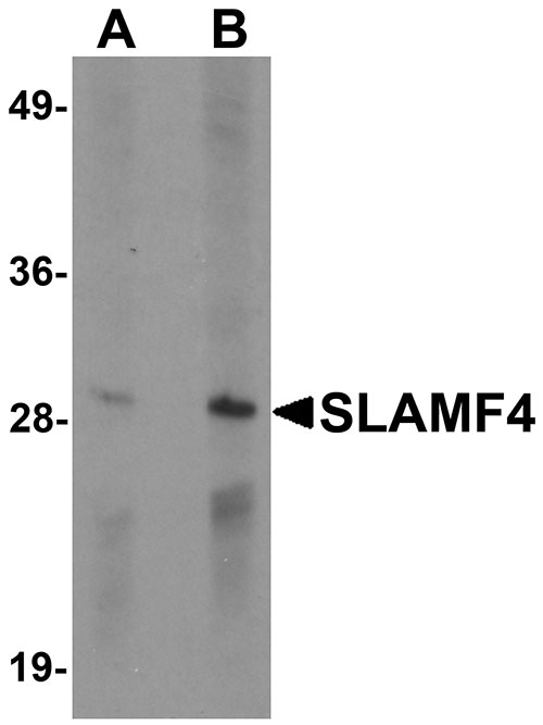 1 - SLAMF4 Antibody ASC11306