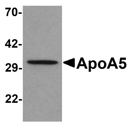 1 - ApoA5 Antibody ASC11313
